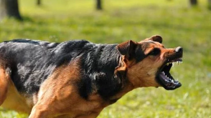Αγρια επίθεση από αδέσποτα – Δάγκωσαν 8χρονο κοριτσάκι